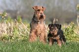 WELSH TERRIER 101